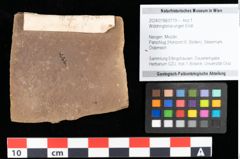 Foto (Objekt + Etikett) von Widdringtonia ungeri Endl. (NHMW-GEO-2024-0188-0119)